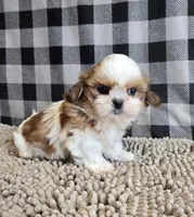 Sandra, a female Shih Tzu for sale in Millmont, PA – Photo 4 of 8