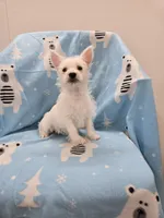 Lou, a female West Highland White Terrier for sale in Millmont, PA – 5 of 7