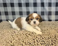 Shih Tzu, a male Shih Tzu for sale in Millmont, PA – 2 of 5