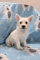 Lou, a female West Highland White Terrier for sale in Millmont, PA – 3 of 7