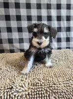 Sarge, a male Miniature Schnauzer for sale in Millmont, PA – 3 of 8