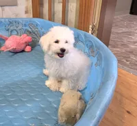 Belle, a female Bichon Frise for sale in Millmont, PA – 4 of 5