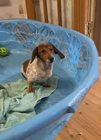 Kenny, a male Miniature Dachshund for sale in Millmont, PA – 3 of 8