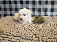 Stella, a female Bichon Frise and Coton de Tulear for sale in Millmont, PA – 5 of 6