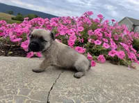 Julie, a female Cairn Terrier for sale in Millmont, PA – 2 of 8