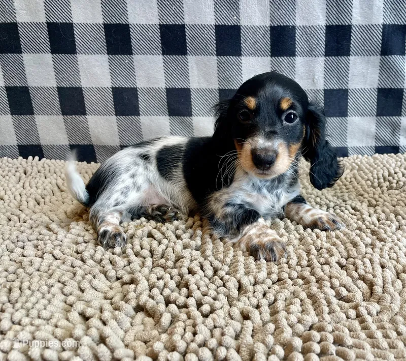 Nathan – Miniature Dachshund puppy for sale in Millmont, PA