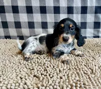 Nathan, a male Miniature Dachshund for sale in Millmont, PA – 1 of 5