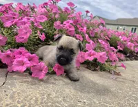 Julie, a female Cairn Terrier for sale in Millmont, PA – 6 of 8