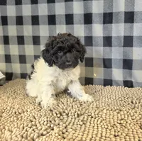 Rosie, a female Coton de Tulear and Poodle - Miniature  for sale in Millmont, PA – 4 of 5