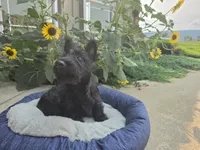 Willa, a female Scottish Terrier for sale in Millmont, PA – 2 of 8