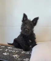 Morris, a male Scottish Terrier for sale in Millmont, PA – 5 of 10