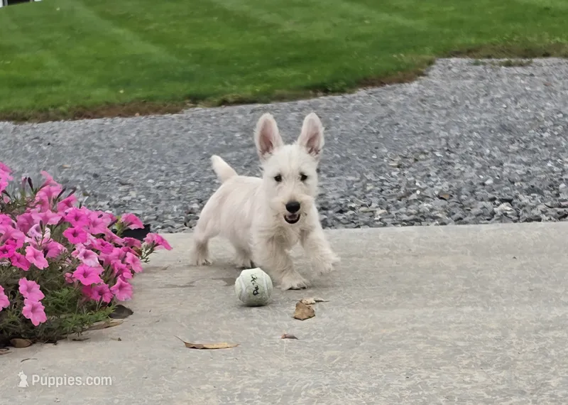 Vivian – Scottish Terrier puppy for sale in Millmont, PA