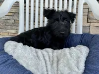 Wanda, a female Scottish Terrier for sale in Millmont, PA – 1 of 9