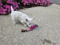 Parker, a male West Highland White Terrier for sale in Millmont, PA – 7 of 8