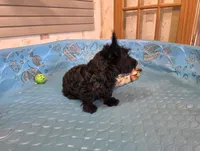 Shelly, a female Scottish Terrier for sale in Millmont, PA – 5 of 6