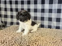 Reta, a female Coton de Tulear and Poodle - Miniature  for sale in Millmont, PA – 5 of 5