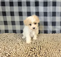 Rayne, a female Coton de Tulear and Poodle - Miniature  for sale in Millmont, PA – 2 of 5