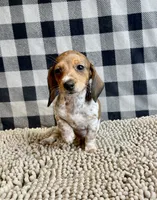 Nellie, a female Miniature Dachshund for sale in Millmont, PA – 2 of 7