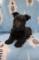 Murrey, a male Scottish Terrier for sale in Millmont, PA – 3 of 7