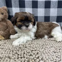 Mike, a male Shih Tzu for sale in Millmont, PA – Photo 6 of 10