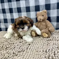 Mike, a male Shih Tzu for sale in Millmont, PA – Photo 2 of 5