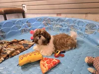 Mike, a male Shih Tzu for sale in Millmont, PA – Photo 2 of 10