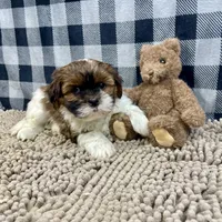 Mike, a male Shih Tzu for sale in Millmont, PA – Photo 8 of 10