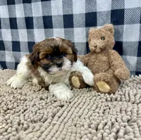 Mike, a male Shih Tzu for sale in Millmont, PA – Photo 3 of 5