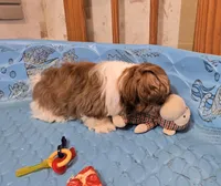 Mike, a male Shih Tzu for sale in Millmont, PA – Photo 5 of 10