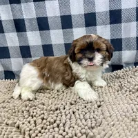 Mike, a male Shih Tzu for sale in Millmont, PA – Photo 10 of 10