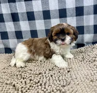 Mike, a male Shih Tzu for sale in Millmont, PA – Photo 5 of 5