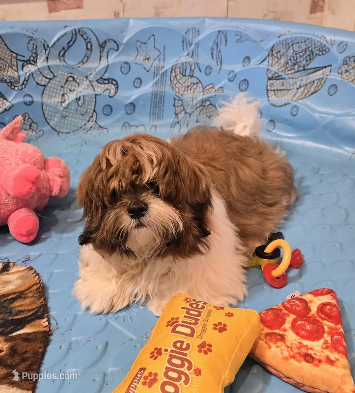Mike – Shih Tzu puppy for sale in Millmont, PA