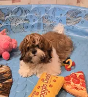 Mike, a male Shih Tzu for sale in Millmont, PA – Photo 1 of 10