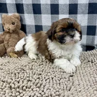 Mike, a male Shih Tzu for sale in Millmont, PA – Photo 9 of 10