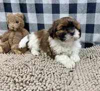 Mike, a male Shih Tzu for sale in Millmont, PA – Photo 4 of 5