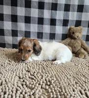 Kelly, a female Miniature Dachshund for sale in Millmont, PA – 5 of 10