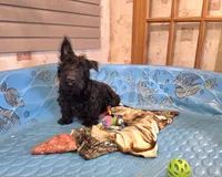 Shelly, a female Scottish Terrier for sale in Millmont, PA – 2 of 6