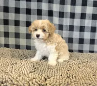 Ricky, a male Coton de Tulear and Poodle - Miniature  for sale in Millmont, PA – 3 of 5