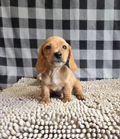 Boyd, a male Miniature Dachshund for sale in Millmont, PA – 2 of 7