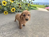 Holly, a female Miniature Dachshund for sale in Millmont, PA – 3 of 8