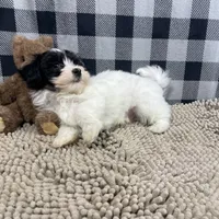 Herman, a male Havanese for sale in Millmont, PA – Photo 4 of 4