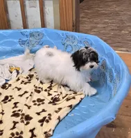 Herman, a male Havanese for sale in Millmont, PA – Photo 6 of 10