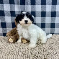 Herman, a male Havanese for sale in Millmont, PA – Photo 2 of 4