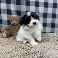 Herman, a male Havanese for sale in Millmont, PA – Photo 1 of 4