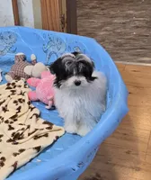 Herman, a male Havanese for sale in Millmont, PA – Photo 5 of 10