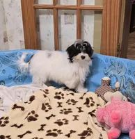 Herman, a male Havanese for sale in Millmont, PA – Photo 2 of 10