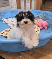 Herman, a male Havanese for sale in Millmont, PA – Photo 3 of 10