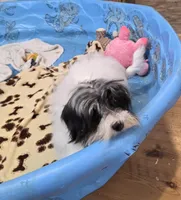 Herman, a male Havanese for sale in Millmont, PA – Photo 4 of 10