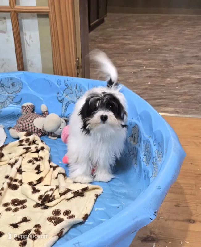 Herman – Havanese puppy for sale in Millmont, PA