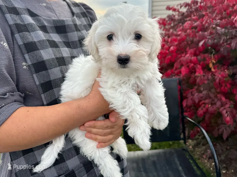 Stella – Bichon Frise, Coton de Tulear puppy for sale in Millmont, PA